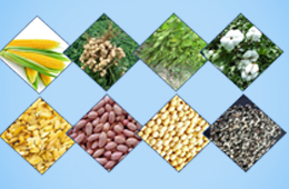 榨油機(jī)常見油料以及含油率